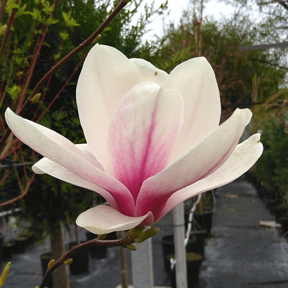 Магнолия - Magnolia soulangeana Alexandrina