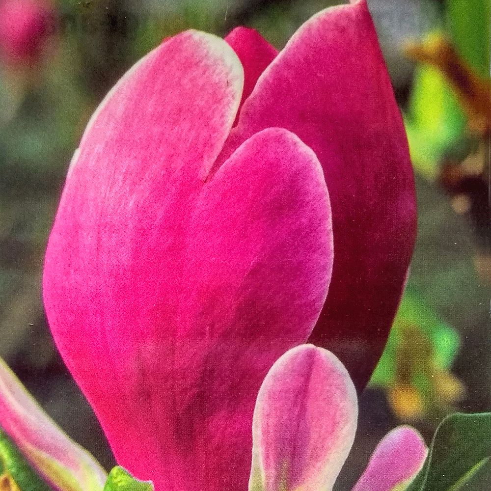 Магнолия - Magnolia soulangeana Lennei