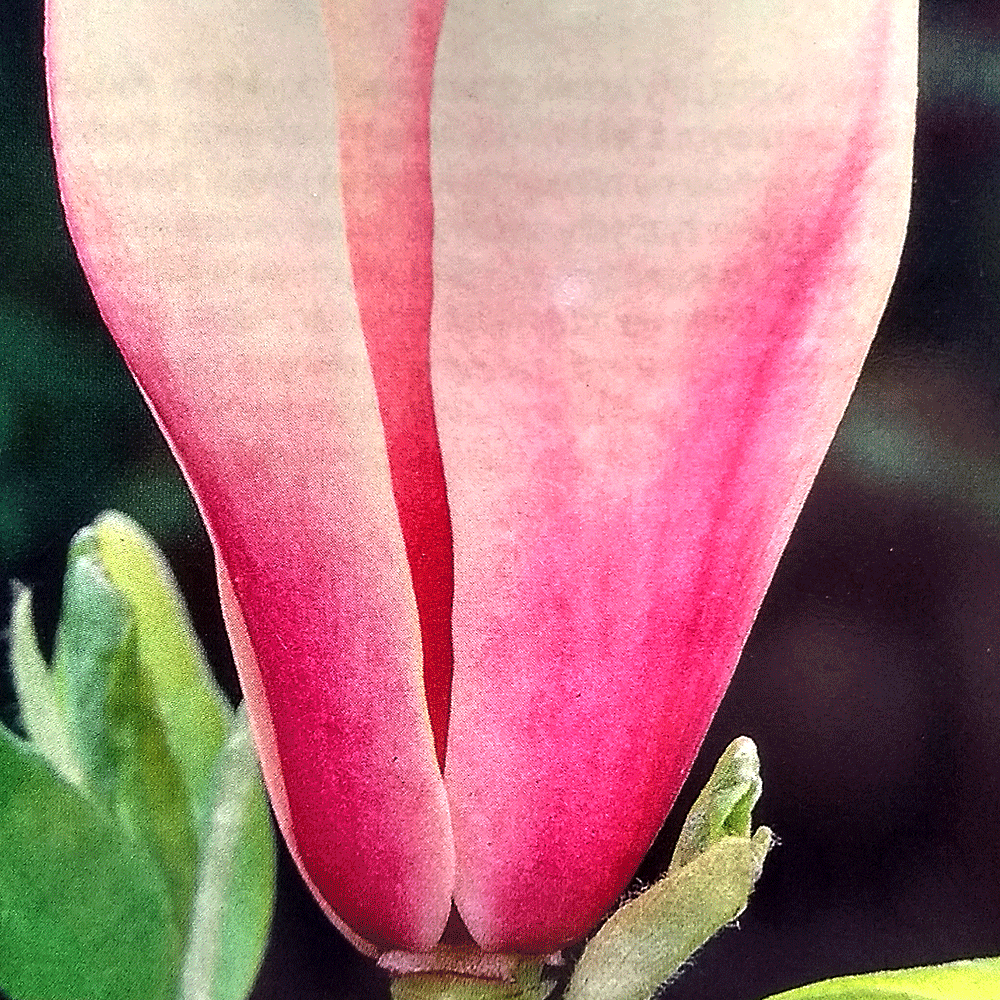 Магнолия - Magnolia soulangeana Amabilis