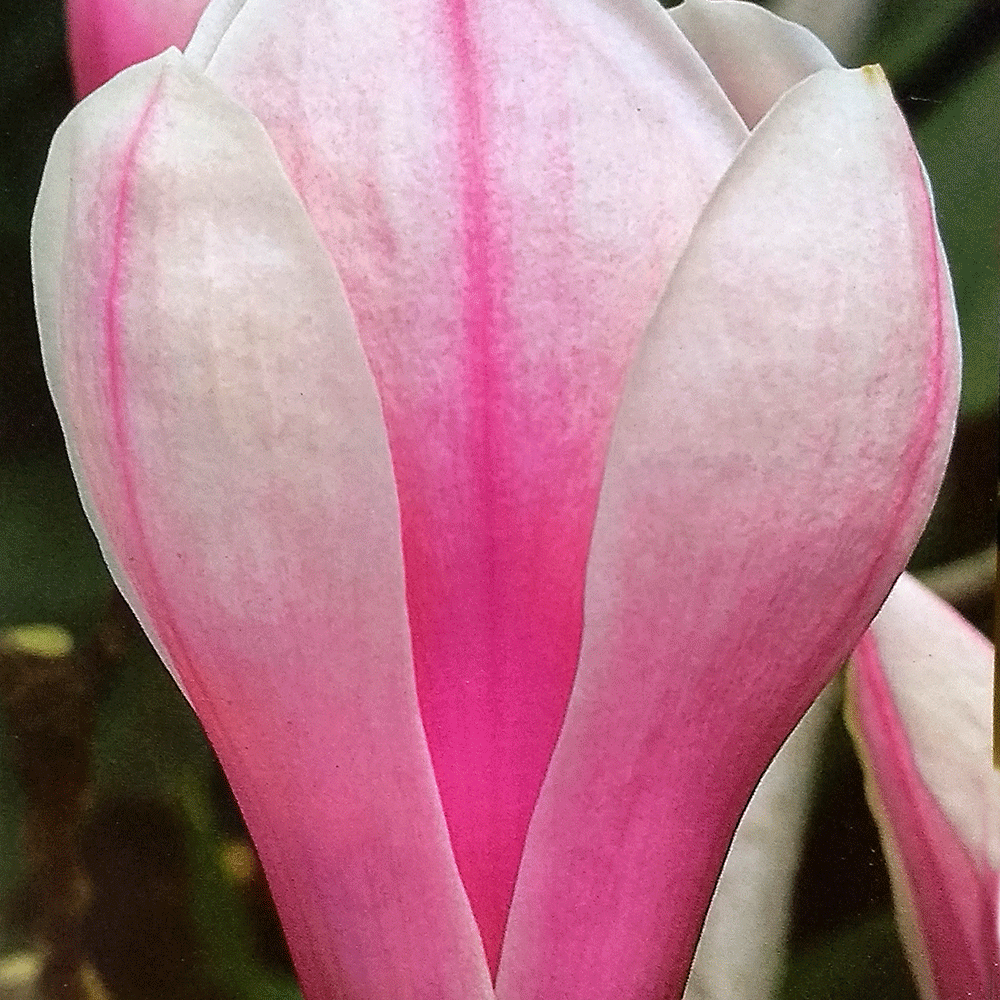 Магнолия - Magnolia soulangeana Superba