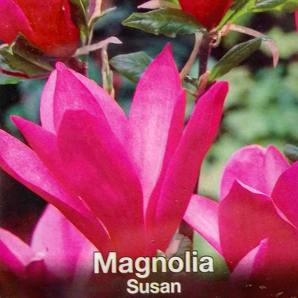 Магнолия - Magnolia Susan