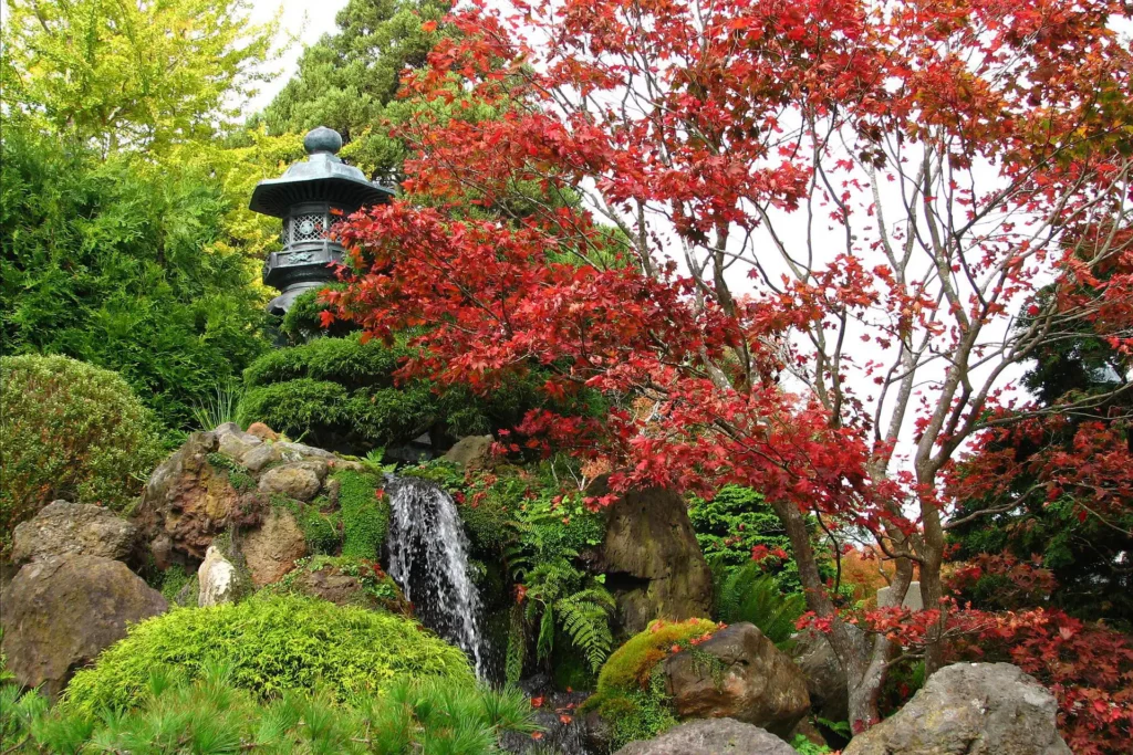 Японски клен в японска градина