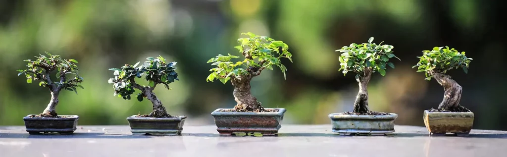 бонсаи в японска градина