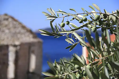 маслиново дърво