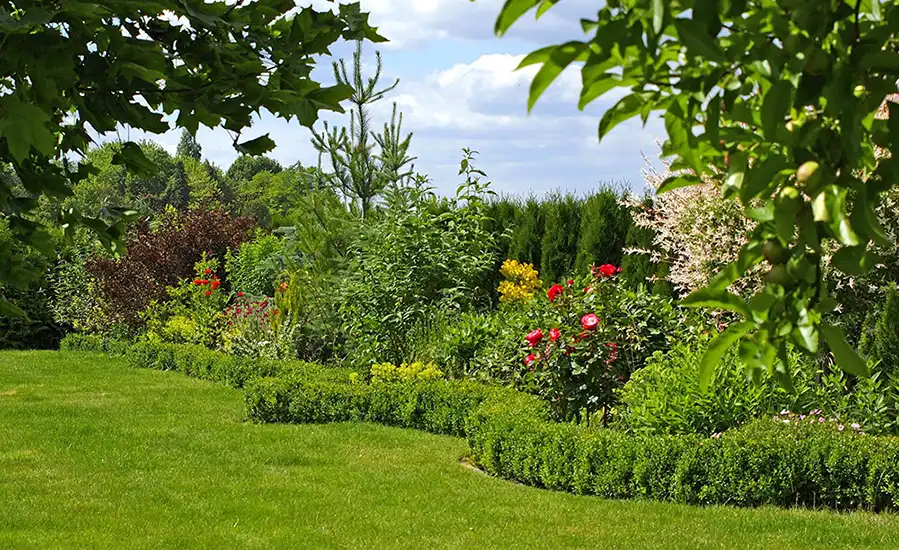 жветна градина с бордюр от жив плет