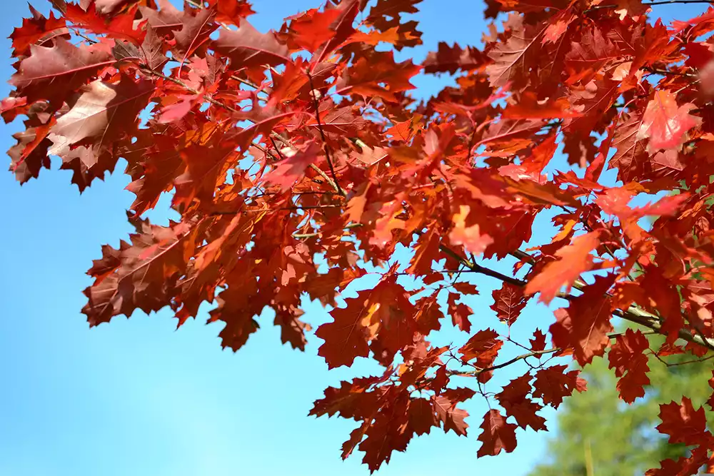 Есенни багри на червен дъб