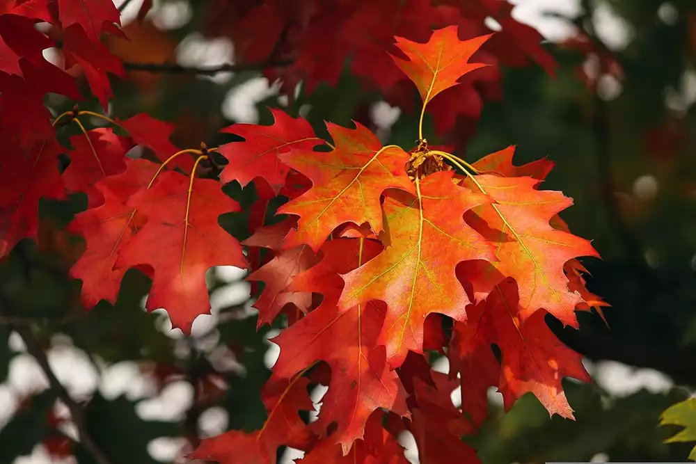 Червен дъб през есента